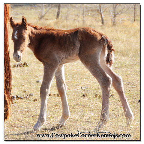 Red-Cat-Bucking-horse-filly 0335