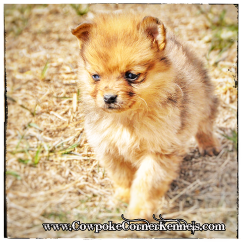 red-merle-pomeraussie