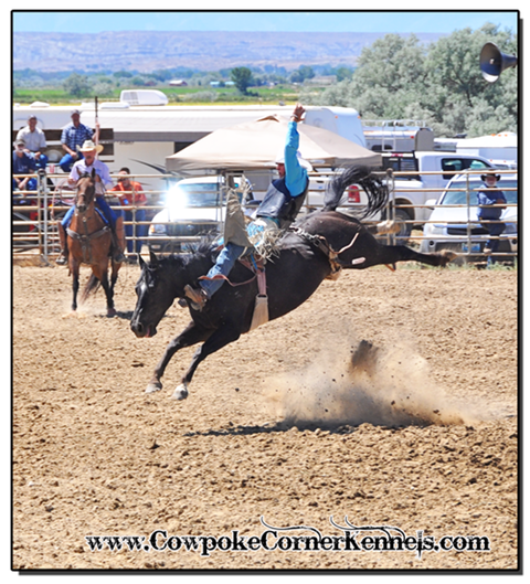 Rodeo-Bareback-riding 0502