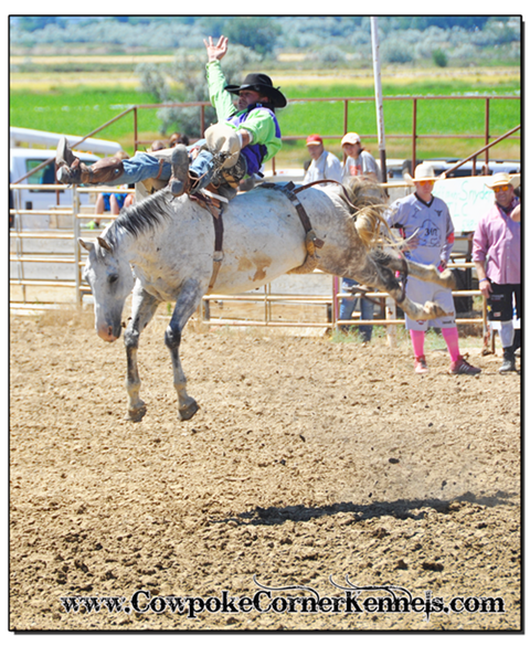 Rodeo 0468