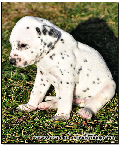 Sitting-Dalmatian-Puppy 1576