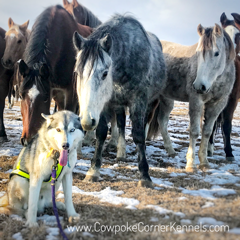 Sled-dogs-and-bucking-horses 5008