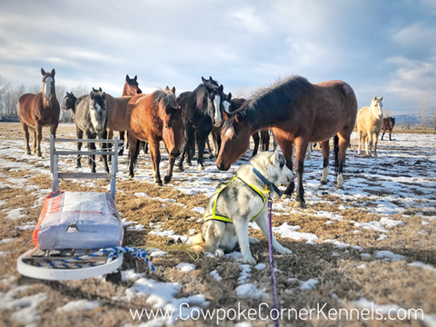Sled-dogs-and-bucking-horses 5001