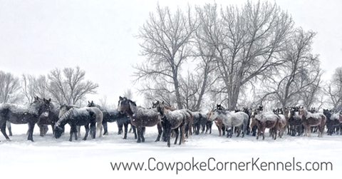 Snowy-Bucking-horses 6120