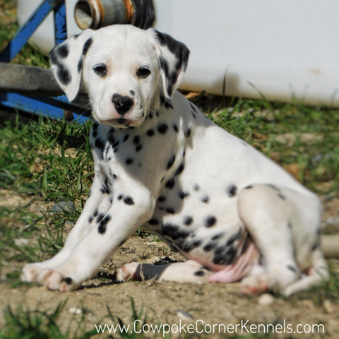 South,-Dalmatian-puppy-2