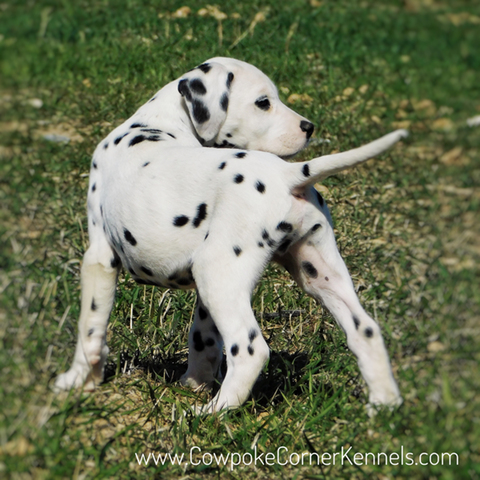 South,-Dalmatian-puppy