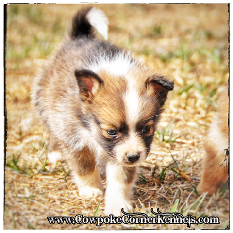 Spirit-pomeraussie