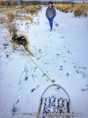 Wyoming dog sled 8173